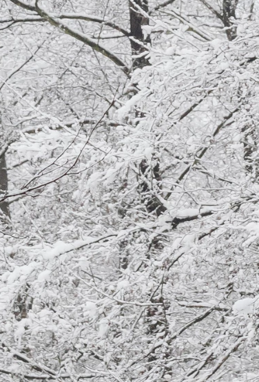 Trees covered in snow and ice.